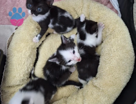 2 Aylık Annesiz Kediler - 9319 - Görsel 4