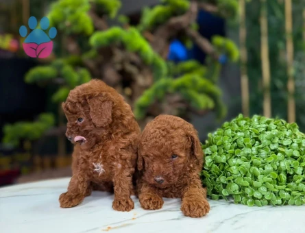 2 Aylık Sevimli Toy Poodle Bebekler - 9322 - Görsel 3