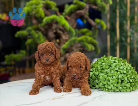 2 Aylık Sevimli Toy Poodle Bebekler - 9322
