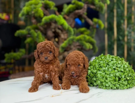 2 Aylık Sevimli Toy Poodle Bebekler - 9322