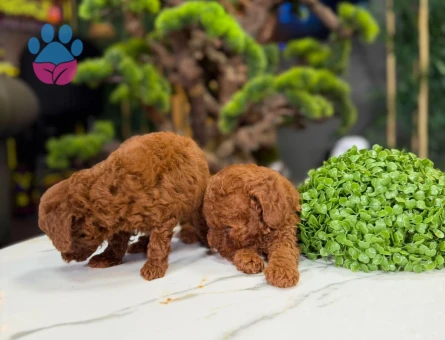 Yavru Toy Poodle 2 Aylık Dişi ve Erkek - 9323