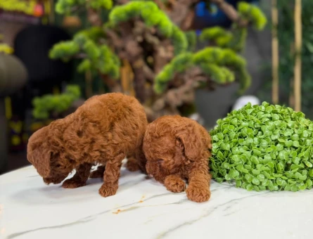 Yavru Toy Poodle 2 Aylık Dişi ve Erkek - 9323