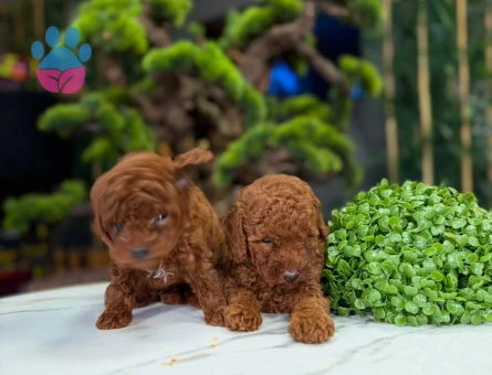 Yavru Toy Poodle 2 Aylık Dişi ve Erkek - 9323 - Görsel 3
