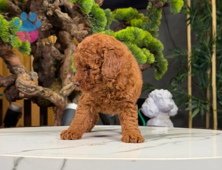 Yavru Toy Poodle 2 Aylık Dişi ve Erkek - 9323 - Görsel 4