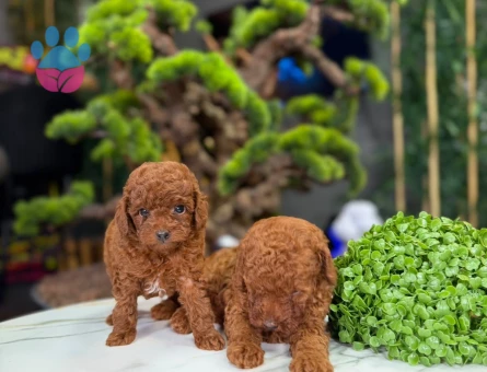 2 Aylık Toy Poodle Yavrularımız - 9324