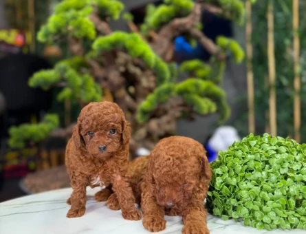 2 Aylık Toy Poodle Yavrularımız - 9324