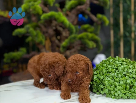 2 Aylık Toy Poodle Yavrularımız - 9324 - Görsel 3