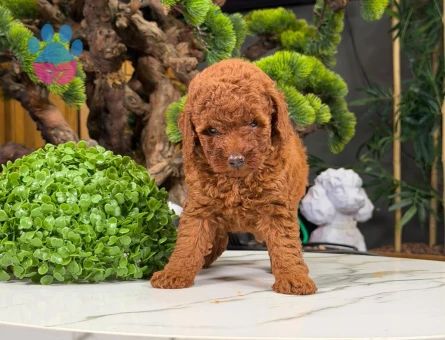 2 Aylık Toy Poodle Yavrularımız - 9324 - Görsel 4