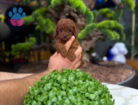 Toy Poodle Yavrularımız Teslime Hazır - 9325