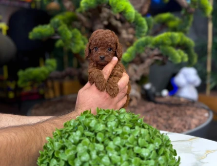 Toy Poodle Yavrularımız Teslime Hazır - 9325