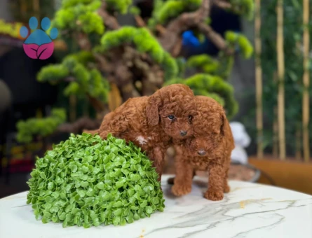 Toy Poodle Yavrularımız Teslime Hazır - 9325 - Görsel 3