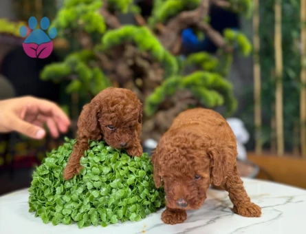 Toy Poodle Yavrularımız Teslime Hazır - 9325 - Görsel 4