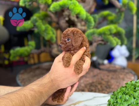 Toy poodle Yavrularımız 2 Aylıklar Hazır - 9326