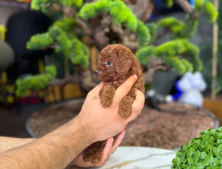 Toy poodle Yavrularımız 2 Aylıklar Hazır - 9326