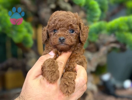 Toy poodle Yavrularımız 2 Aylıklar Hazır - 9326 - Görsel 4