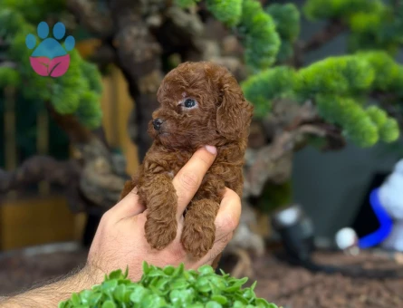 Toy poodle Yavrularımız 2 Aylıklar Hazır - 9326 - Görsel 3