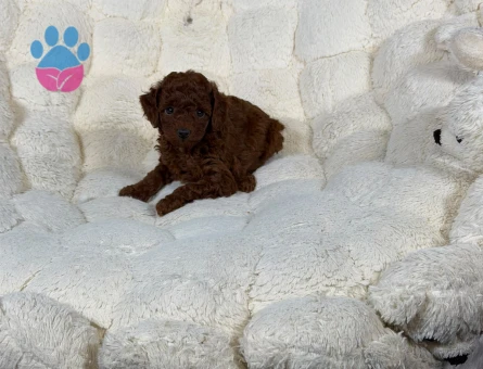 Safkan Mükemmel Toy Poodle Yavrularımız - 9327
