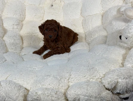 Safkan Mükemmel Toy Poodle Yavrularımız - 9327