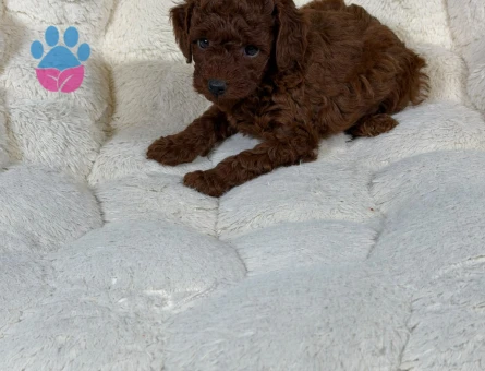 Red Brown Toy Poodle Bebekler - 9328 - Görsel 2