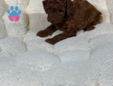 Red Brown Toy Poodle Bebekler - 9328 - Görsel 3