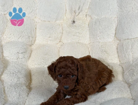 Red Brown Toy Poodle Bebekler - 9328 - Görsel 4