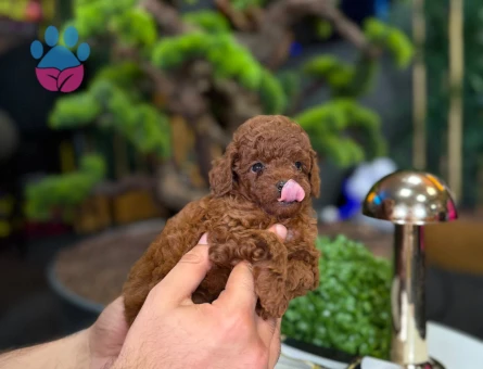 Şahane Güzellikteki Yavrumuz Toy Poodle - 9329 - Görsel 3