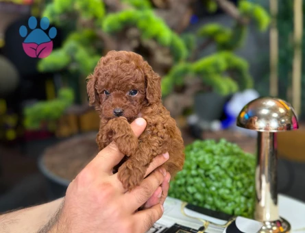 Şahane Güzellikteki Yavrumuz Toy Poodle - 9329
