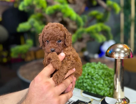 Şahane Güzellikteki Yavrumuz Toy Poodle - 9329
