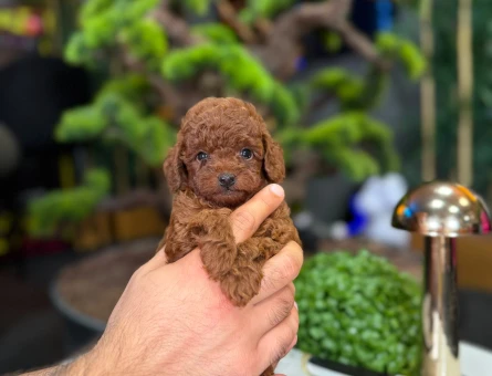 Oyuncu, Uysak Yavrular Toy Poodle - 9330