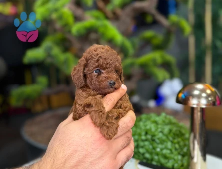 Oyuncu, Uysak Yavrular Toy Poodle - 9330 - Görsel 3