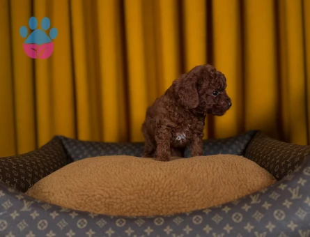 Oyuncu Toy Poodle Bebeklerimiz - 9331