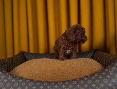 Oyuncu Toy Poodle Bebeklerimiz - 9331
