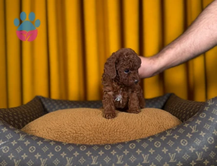 Oyuncu Toy Poodle Bebeklerimiz - 9331 - Görsel 3