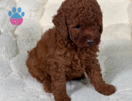 Tatlılık Abidesi Toy Poodle Bebeklerimiz - 9332