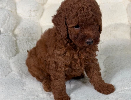 Tatlılık Abidesi Toy Poodle Bebeklerimiz - 9332
