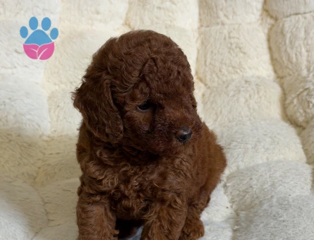 Tatlılık Abidesi Toy Poodle Bebeklerimiz - 9332 - Görsel 3