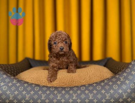 Şahane Yavrumuz Toy Poodle - 9333 - Görsel 3