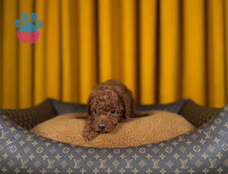 Şahane Yavrumuz Toy Poodle - 9333