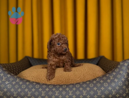 Toy Poodle Şahane Yavrularımız - 9334