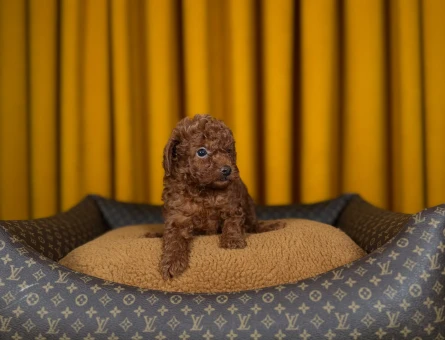 Toy Poodle Şahane Yavrularımız - 9334