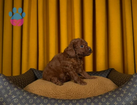 Toy Poodle Şahane Yavrularımız - 9334 - Görsel 3