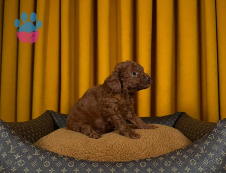 Toy Poodle Şahane Yavrularımız - 9334 - Görsel 4