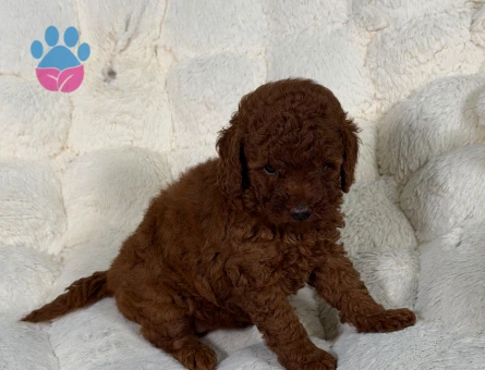 Toy Poodle Yavrularımız 2 Aylık Şahane Güzellik - 9335