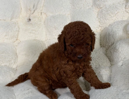 Toy Poodle Yavrularımız 2 Aylık Şahane Güzellik - 9335