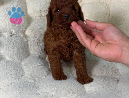 Toy Poodle Yavrularımız 2 Aylık Şahane Güzellik - 9335 - Görsel 3