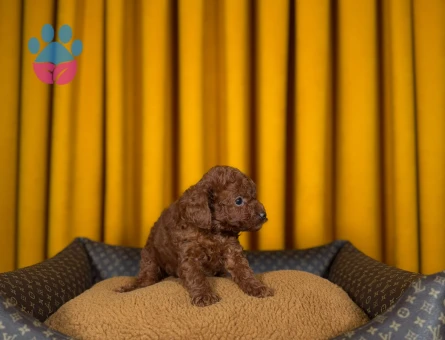 2 AylıkToy Poodle Yavrularımız - 9336 - Görsel 3