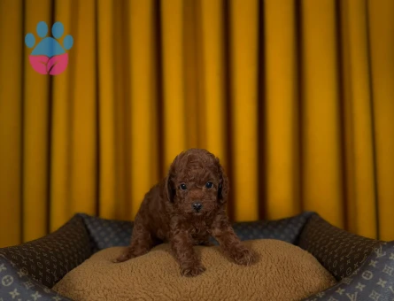 2 AylıkToy Poodle Yavrularımız - 9336 - Görsel 2