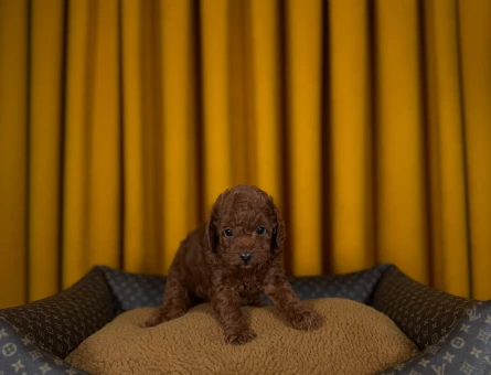 2 AylıkToy Poodle Yavrularımız - 9336