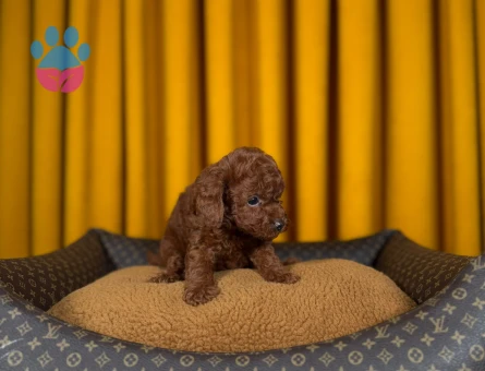 Toy Poodle Yavru Bebekler - 9337 - Görsel 3