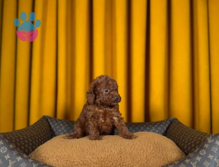 Toy Poodle Yavru Bebekler - 9337 - Görsel 2